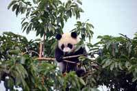 Photos of young  Great  Panda.